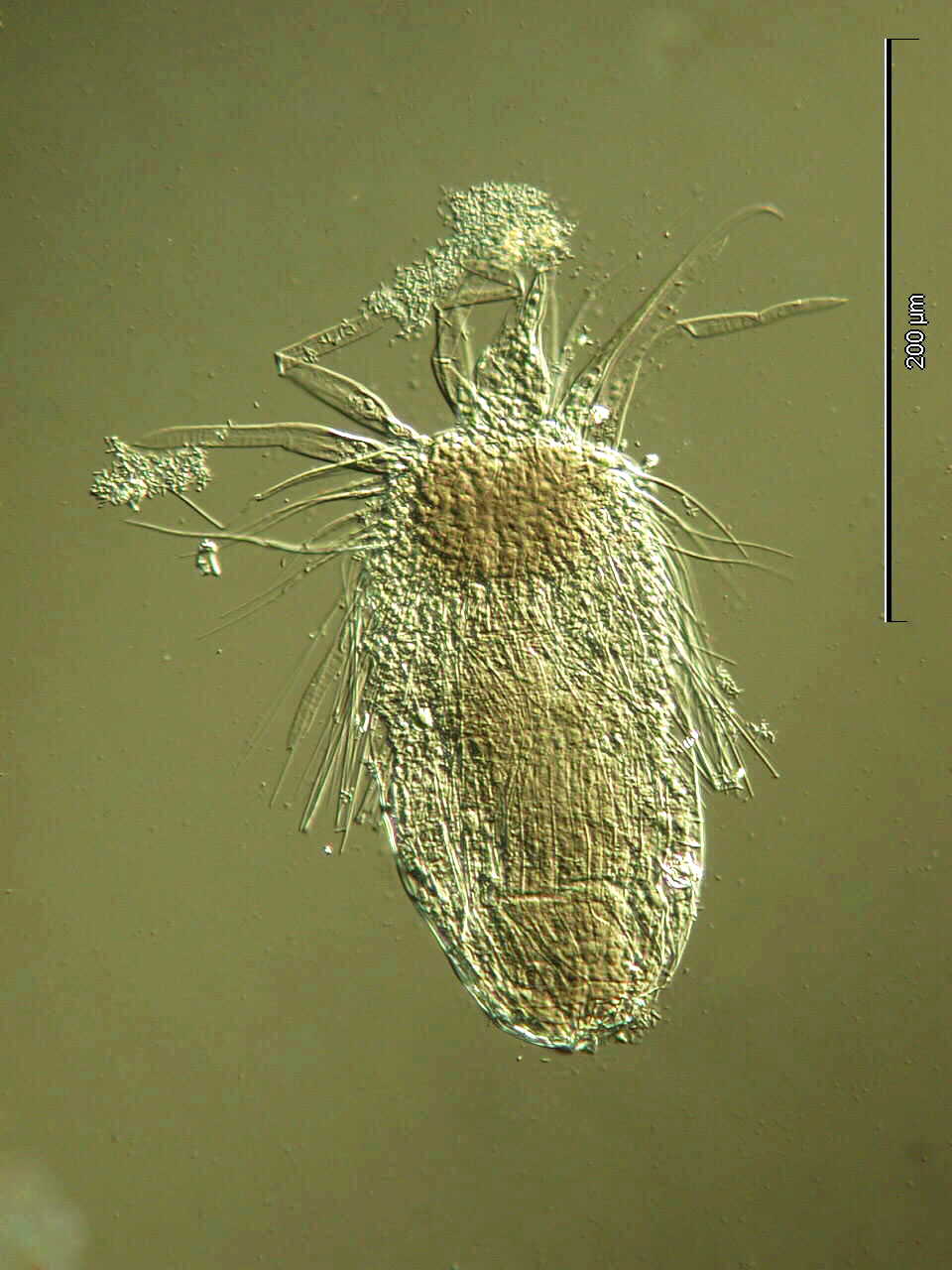 <CITE>Pliciloricus shukeri</CITE> adult JPEG